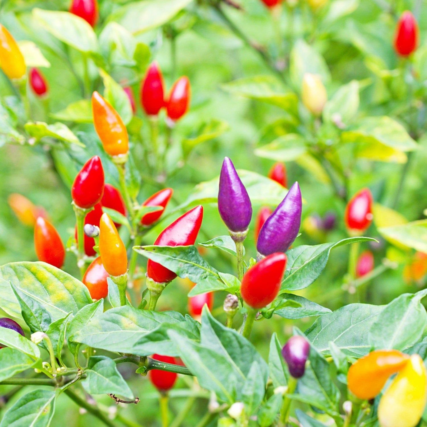 Pepper Seeds - Hot Pepper - Chinese Five Color - Alliance of Native Seedkeepers - Vegetable Seeds