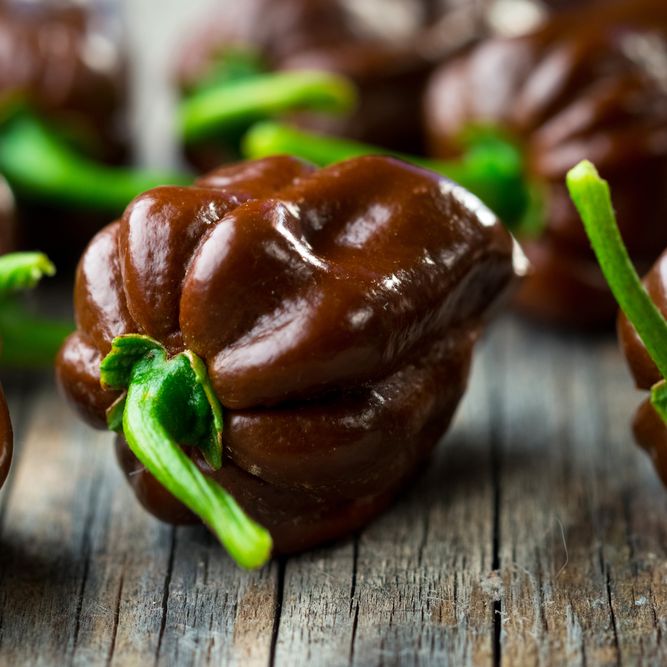 Pepper Seeds - Hot Pepper - Chocolate Habanero (Black Congo) - Alliance of Native Seedkeepers - Vegetable Seeds