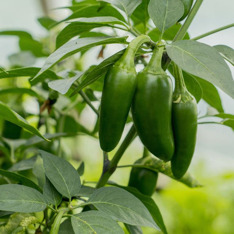 Pepper Seeds - Hot Pepper - Craig’s Grande Jalapeño - Alliance of Native Seedkeepers - Vegetable Seeds