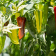 Pepper Seeds - Hot Pepper - Fish Pepper - Alliance of Native Seedkeepers - Vegetable Seeds