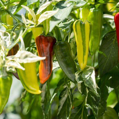 Pepper Seeds - Hot Pepper - Fish Pepper - Alliance of Native Seedkeepers - Vegetable Seeds