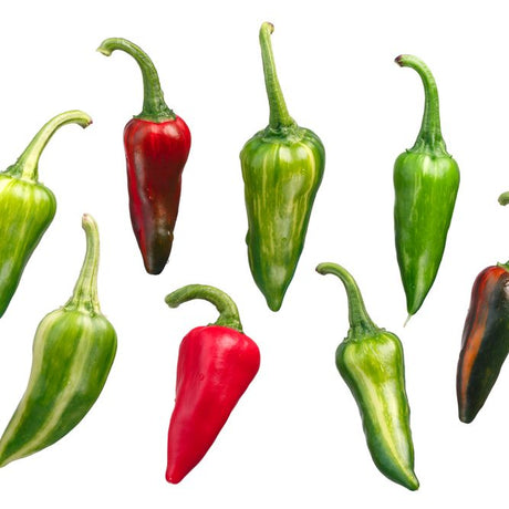 Pepper Seeds - Hot Pepper - Fish Pepper - Alliance of Native Seedkeepers - Vegetable Seeds
