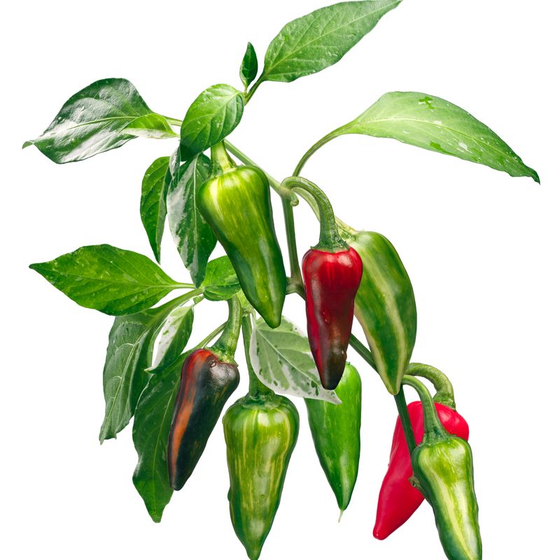 Pepper Seeds - Hot Pepper - Fish Pepper - Alliance of Native Seedkeepers - Vegetable Seeds