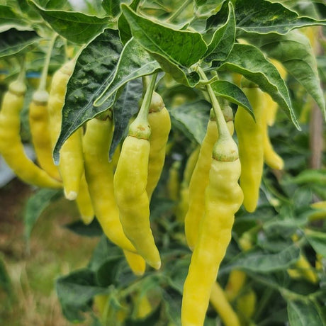 Pepper Seeds - Hot Pepper - Golden Cayenne - Alliance of Native Seedkeepers - Vegetable Seeds