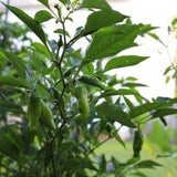 Pepper Seeds - Hot Pepper - Greek Pepperoncini - Alliance of Native Seedkeepers - Vegetable Seeds