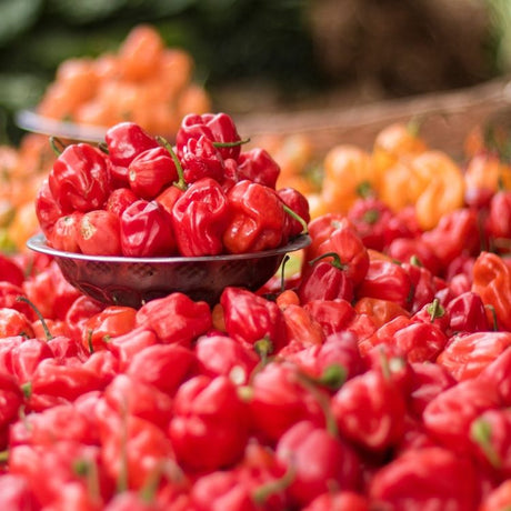 Pepper Seeds - Hot Pepper - Habanero Red - Alliance of Native Seedkeepers - Vegetable Seeds