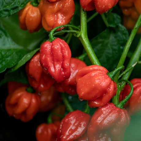 Pepper Seeds - Hot Pepper - Habanero Red - Alliance of Native Seedkeepers - Vegetable Seeds