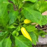 Pepper Seeds - Hot Pepper - Jaloro (Cal Oro) Jalapeño - Alliance of Native Seedkeepers - Vegetable Seeds