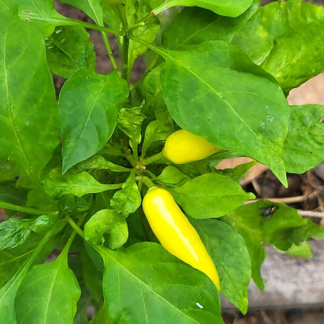 Pepper Seeds - Hot Pepper - Jaloro (Cal Oro) Jalapeño - Alliance of Native Seedkeepers - Vegetable Seeds