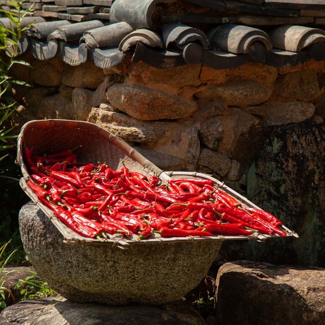 Pepper Seeds - Hot Pepper - Korean Red (Gochugaru) - Alliance of Native Seedkeepers - Vegetable Seeds