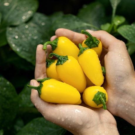 Pepper Seeds - Hot Pepper - Lemon Spice Jalapeño - Alliance of Native Seedkeepers - Vegetable Seeds