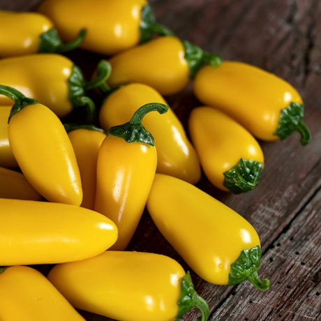 Pepper Seeds - Hot Pepper - Lemon Spice Jalapeño - Alliance of Native Seedkeepers - Vegetable Seeds