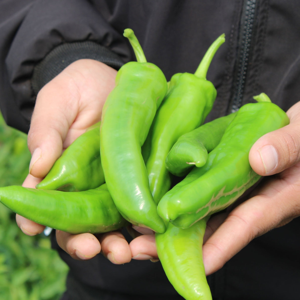 Pepper Seeds - Hot Pepper - NuMex Heritage 6 - 4 - Alliance of Native Seedkeepers - Vegetable Seeds