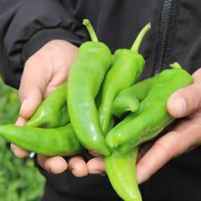 Pepper Seeds - Hot Pepper - NuMex Heritage 6 - 4 - Alliance of Native Seedkeepers - Vegetable Seeds