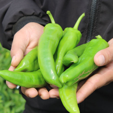 Pepper Seeds - Hot Pepper - NuMex Heritage 6 - 4 - Alliance of Native Seedkeepers - Vegetable Seeds
