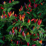 Pepper Seeds - Hot Pepper - NuMex Twilight - Alliance of Native Seedkeepers - Vegetable Seeds