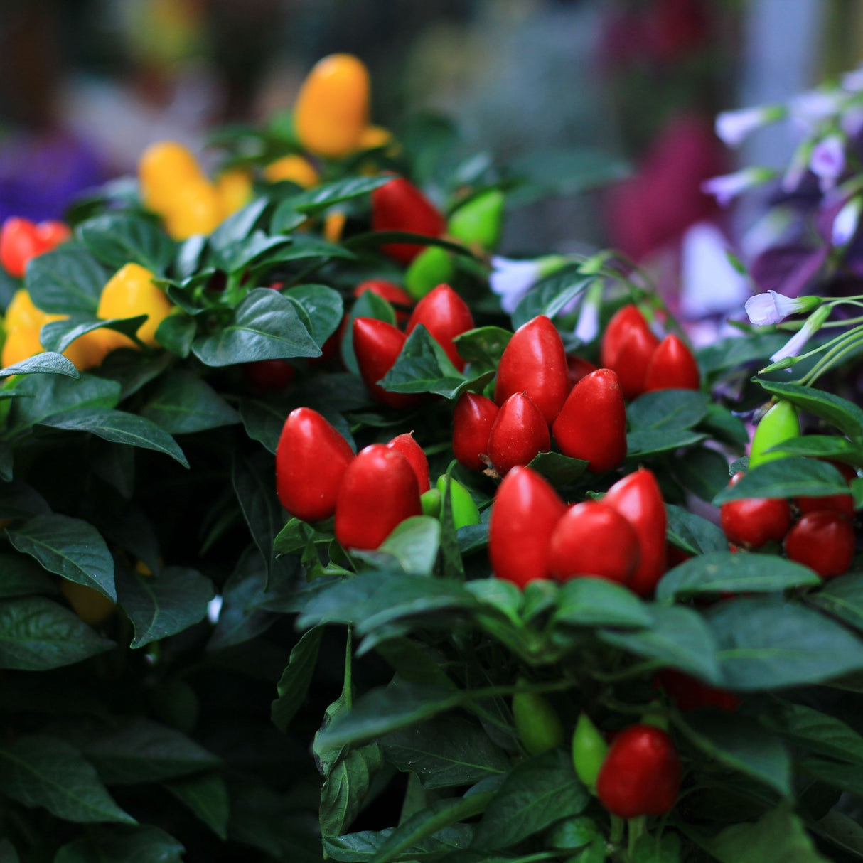 Pepper Seeds - Hot Pepper - NuMex Twilight - Alliance of Native Seedkeepers - Vegetable Seeds