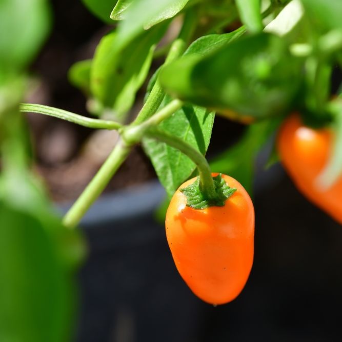Pepper Seeds - Hot Pepper - Orange Spice Jalapeño - Alliance of Native Seedkeepers - Vegetable Seeds