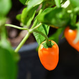 Pepper Seeds - Hot Pepper - Orange Spice Jalapeño - Alliance of Native Seedkeepers - Vegetable Seeds