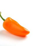 Pepper Seeds - Hot Pepper - Pumpkin Spice Jalapeño - Alliance of Native Seedkeepers - Vegetable Seeds