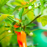Pepper Seeds - Hot Pepper - Pumpkin Spice Jalapeño - Alliance of Native Seedkeepers - Vegetable Seeds