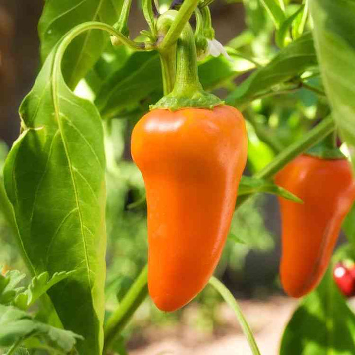 Pumpkin Spice Jalapeño Pepper Seeds