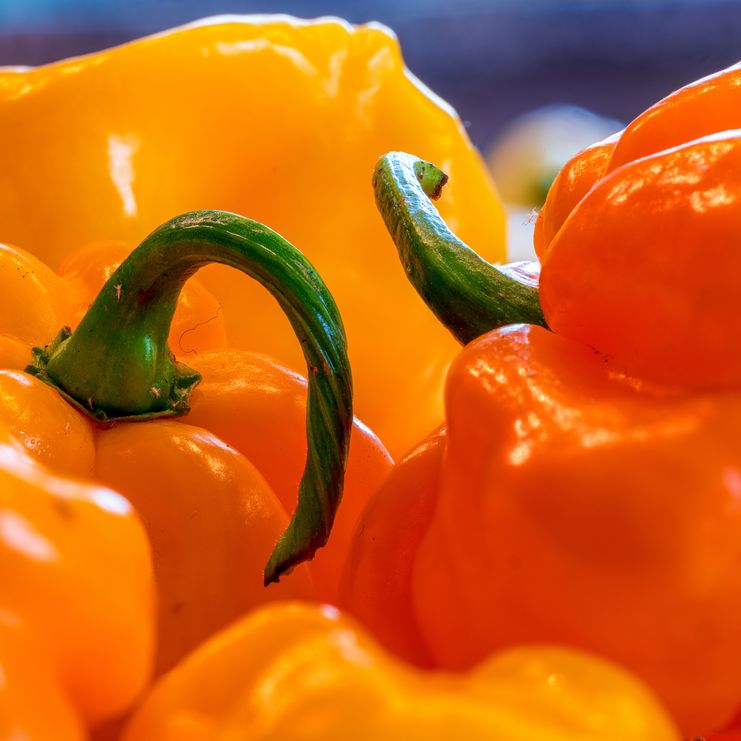 Pepper Seeds - Hot Pepper - Scotch Bonnet Jamaican Yellow (MOA) - Alliance of Native Seedkeepers - Vegetable Seeds