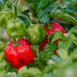 Pepper Seeds - Hot Pepper - Scotch Bonnet Red - Alliance of Native Seedkeepers - Vegetable Seeds