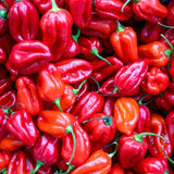 Pepper Seeds - Hot Pepper - Scotch Bonnet Red - Alliance of Native Seedkeepers - Vegetable Seeds