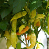 Pepper Seeds - Hot Pepper - Sugar Rush Peach - Alliance of Native Seedkeepers - Vegetable Seeds
