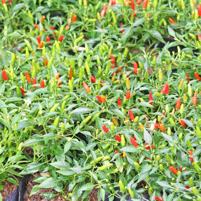 Pepper Seeds - Hot Pepper - Thai Bird’s Eye (Prik Kee Noo) - Alliance of Native Seedkeepers - Vegetable Seeds