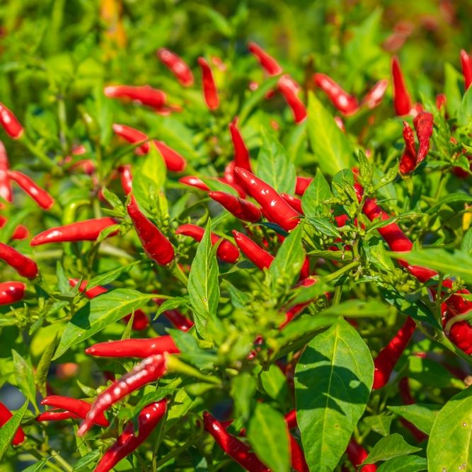 Pepper Seeds - Hot Pepper - Thai Dragon - Alliance of Native Seedkeepers - Vegetable Seeds