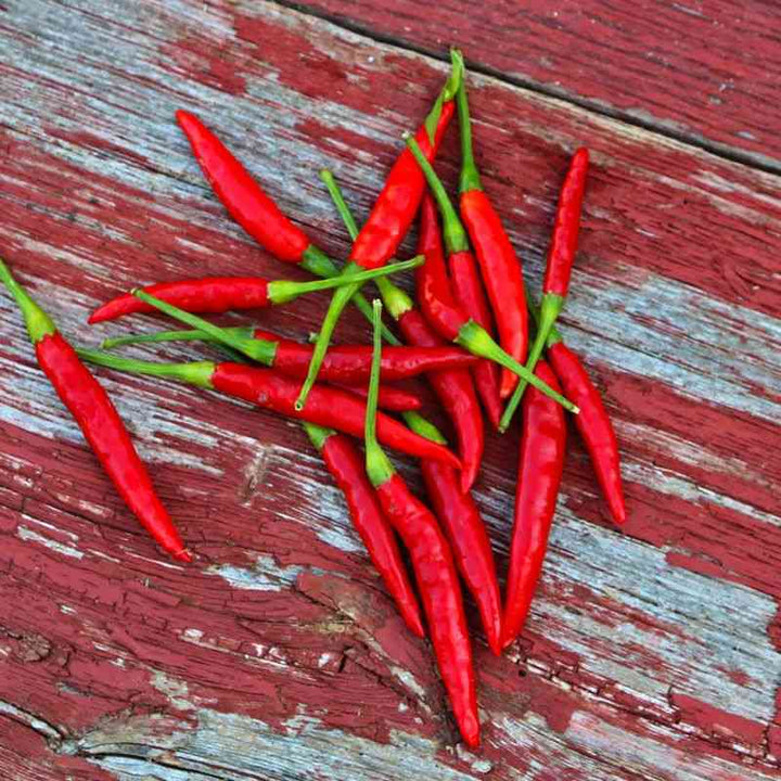 Thai Dragon Hot Pepper