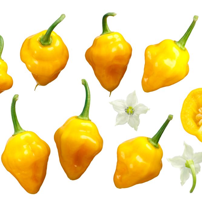 Pepper Seeds - Hot Pepper - Trinidad Perfume - Alliance of Native Seedkeepers - Vegetable Seeds