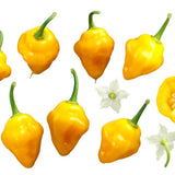 Pepper Seeds - Hot Pepper - Trinidad Perfume - Alliance of Native Seedkeepers - Vegetable Seeds