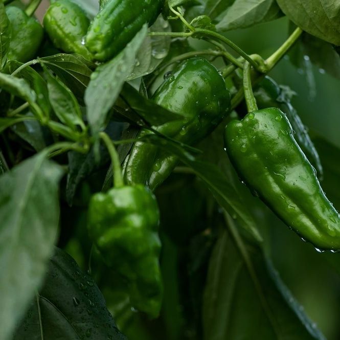 Pepper Seeds - Hot - Pimiento De Padrón - Alliance of Native Seedkeepers - Vegetable Seeds