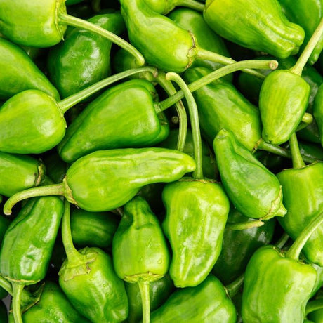 Pepper Seeds - Hot - Pimiento De Padrón - Alliance of Native Seedkeepers - Vegetable Seeds