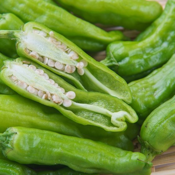 Pepper Seeds - Hot - Shishito - Alliance of Native Seedkeepers - Vegetable Seeds