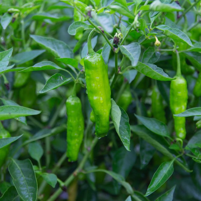 Pepper Seeds - Hot - Shishito - Alliance of Native Seedkeepers - Vegetable Seeds