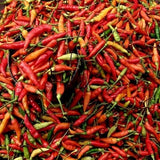 Pepper Seeds - Hot - Tabasco - Alliance of Native Seedkeepers - Vegetable Seeds