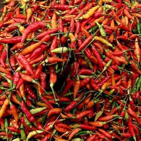Tabasco Pepper Seeds