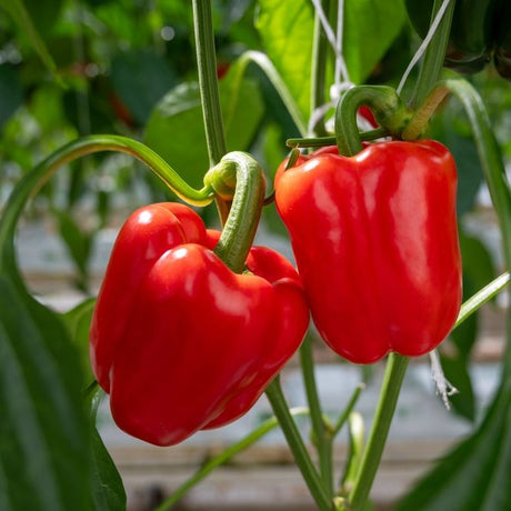 Pepper Seeds - Sweet - Classic Red Bell - Alliance of Native Seedkeepers - Vegetable Seeds