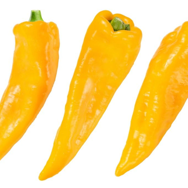 Pepper Seeds - Sweet - Corno di Toro Giallo - Alliance of Native Seedkeepers - Vegetable Seeds