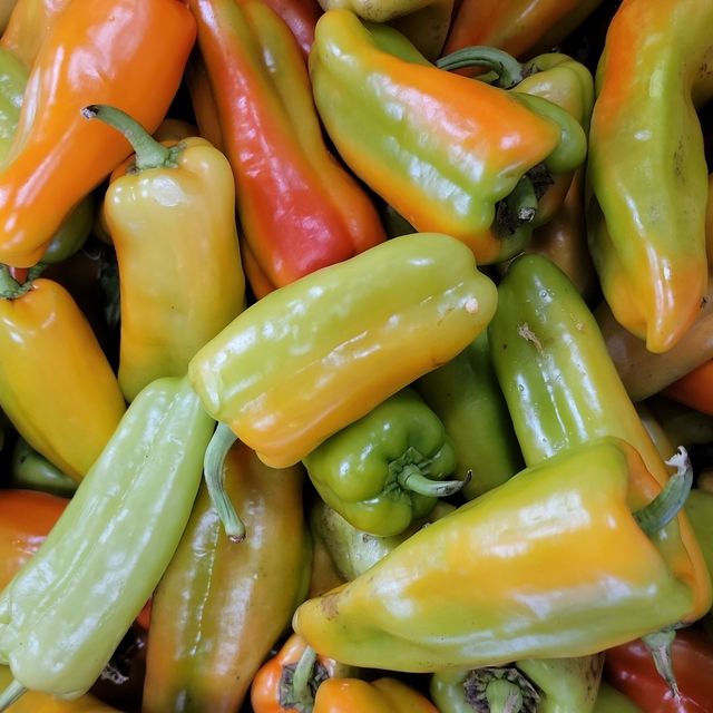 Pepper Seeds - Sweet - Cubanelle - Alliance of Native Seedkeepers - Vegetable Seeds