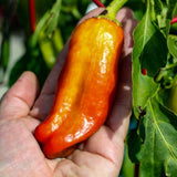 Pepper Seeds - Sweet - Cubanelle - Alliance of Native Seedkeepers - Vegetable Seeds