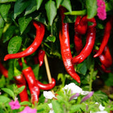 Pepper Seeds - Sweet - Jimmy Nardello - Alliance of Native Seedkeepers - Vegetable Seeds