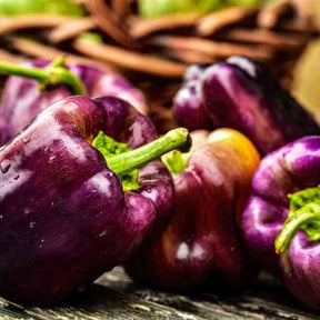 Pepper Seeds - Sweet - Lilac Bell - Alliance of Native Seedkeepers - Vegetable Seeds