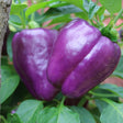 Dim Gray Pepper Seeds - Sweet - Lilac Bell Alliance Of Native Seedkeepers Vegetable Seeds