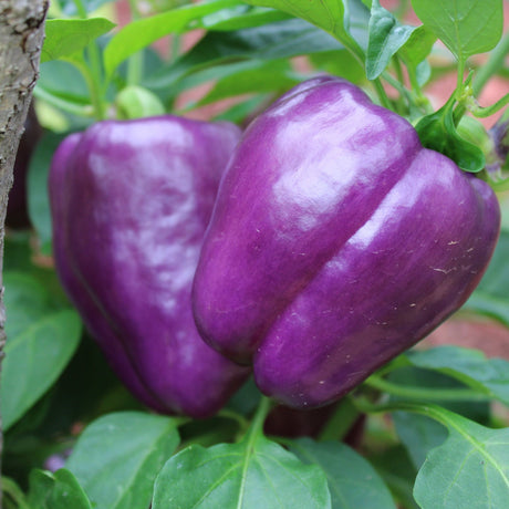 Dim Gray Pepper Seeds - Sweet - Lilac Bell Alliance Of Native Seedkeepers Vegetable Seeds