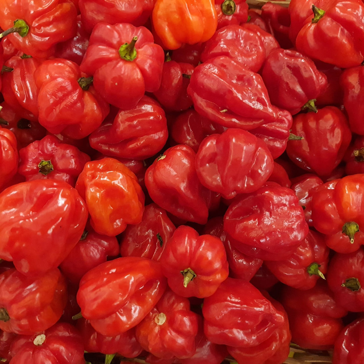 Pepper Seeds - Sweet Pepper - Ají Dulce 2 - Alliance of Native Seedkeepers - Vegetable Seeds